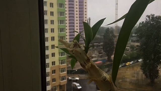 Юкка. Размножение черенками в домашних условиях смотреть онлайн