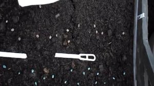 Многолетники - люпин, посев и цветение.