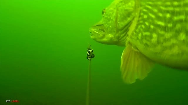 INSANE: Last pike of 2017, 20,3kg! (Underwater footage!) смотреть онлайн