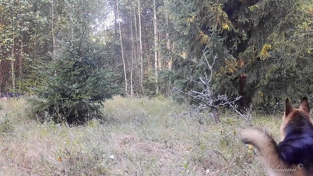 Лисица с добычей, кабаны и стая собак смотреть онлайн