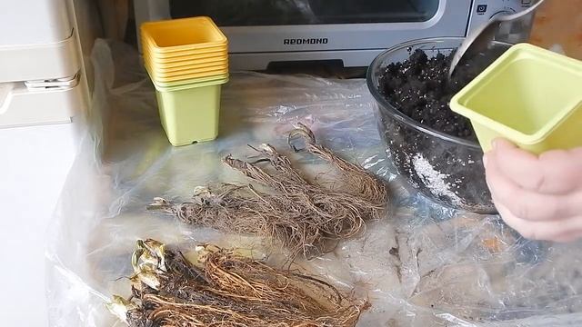 ТАК НЕЛЬЗЯ ДЕЛАТЬ! Рассада ?  клубники ФРИГО - посадка дома в контейнеры