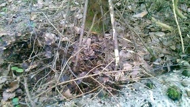 КОМПОСТ ИЗ ЛЕСА.Удобрение бесплатное для растений и деревьев в России наилутшее смотреть онлайн