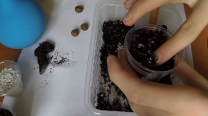 Сажаем камелию и муррайю.