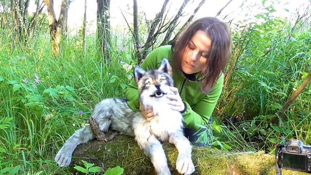 Серый волк игрушка смотреть онлайн