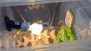содержание и разведение саранчи в домашних условиях. часть 2