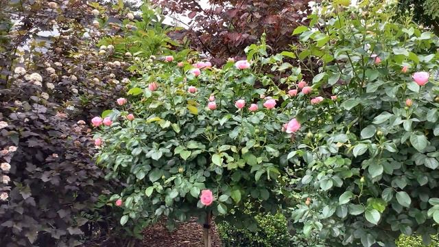 Rose Hans Gönewein | Blütenstart | Rosenvideo 2021 | Gartenfein [HD]