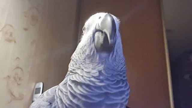 Попугай Кузя. Неповторимые журчалки и поцелуйчики смотреть онлайн