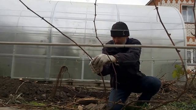 Когда и как обрезать виноград на зиму Как обрезать виноград на зиму Обрезка стар смотреть онлайн