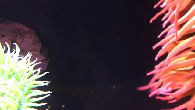 Anemone 1 смотреть онлайн