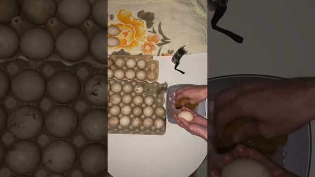 Посылка с инкубационным яйцом мускусной утки. Овоскопирование воздушной камеры яйца. смотреть онлайн