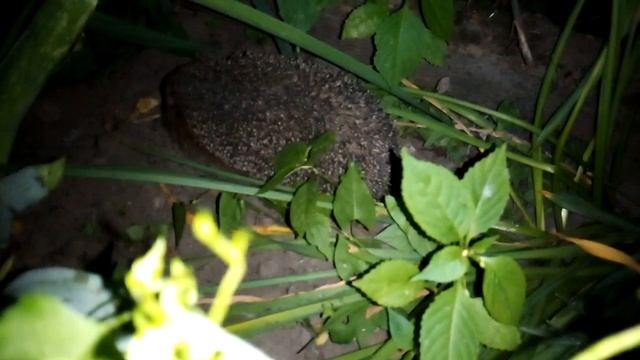 Ежики...в огороде) смотреть онлайн