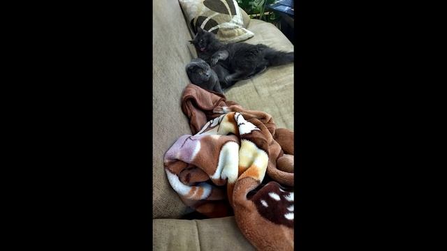 Кот мойдодыр. смотреть онлайн