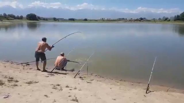 #рыбалка на белого амура #амур #ловля амура #белый амур #рыбалка