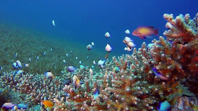 Лучшее Сборник КРАСИВОЙ музыки для души !!! Эту музыку можно слушать вечно! Музыка Сергея Чекалина смотреть онлайн