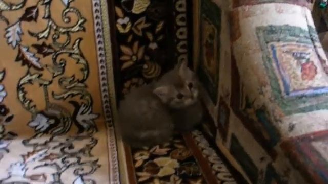 Scottish kitten wants to hide.Шотландский прямоухий котёнок. смотреть онлайн
