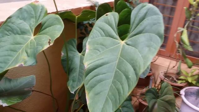 || HOW TO CARE FOR ANTHURIUM ( FLAMINGO FLOWERS ) || смотреть онлайн