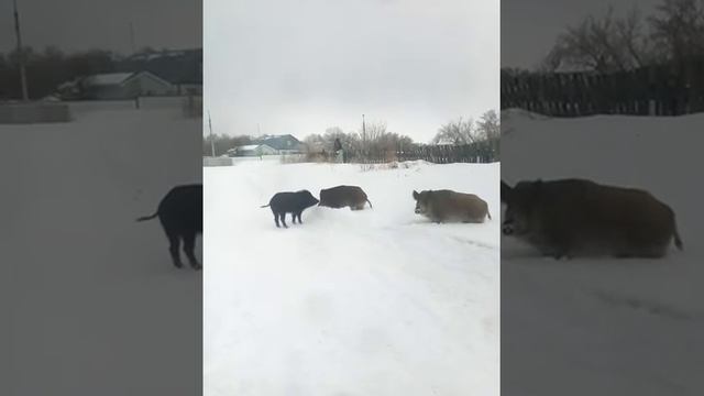 Вот так и живём в самарской области каминном броде смотреть онлайн