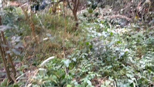 Today's Bari ma Harvesting Avocado //Pidalu, Arbi, Taro Root //Budhanilkantha Kathmandu Nepal.. смотреть онлайн