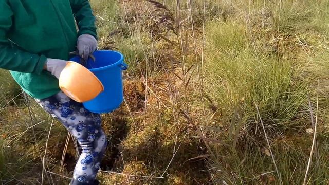 Быстрый способ сбора клюквы！ смотреть онлайн