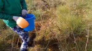 Быстрый способ сбора клюквы！