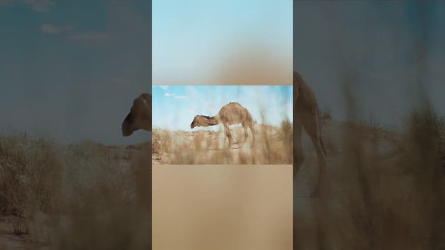 Верблюд-хозяин пустыни! Звуки которые издаёт верблюд#camel #cuteanimals #nature #sounds #menacin