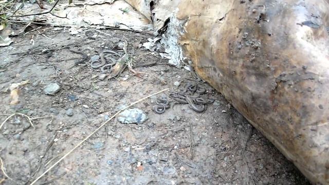 как зимуют ящерицы смотреть онлайн