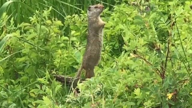 Yellowstone National Park