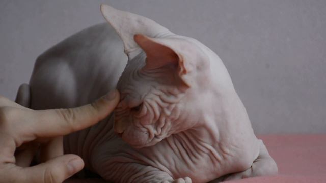 Shine of Star TikTok .Котик продаётся. смотреть онлайн