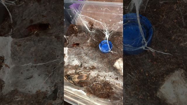 Агрессивный и быстрый паук птицеед