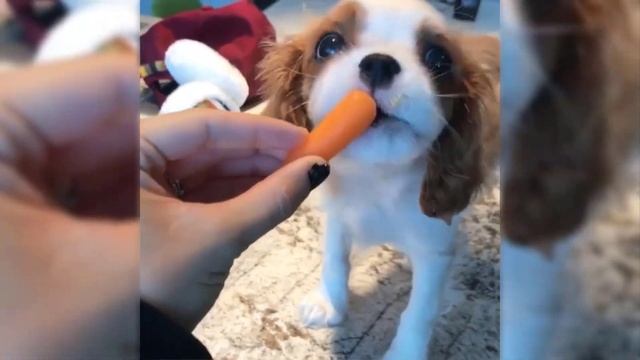 Meet Cavalier King Charles Spaniel Compilation | Dogs Videos смотреть онлайн