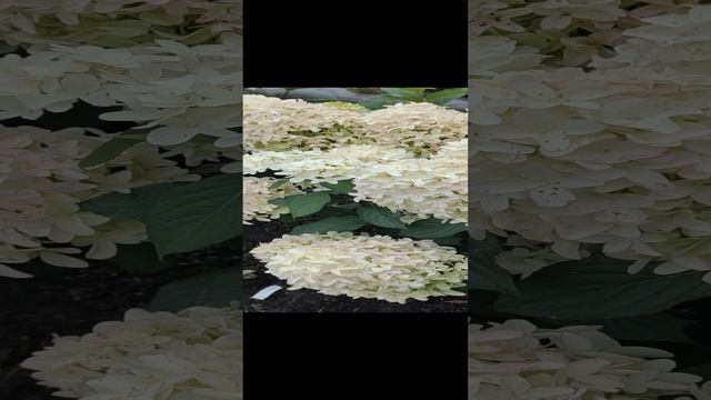 Скайфолл Метельчатая гортензия