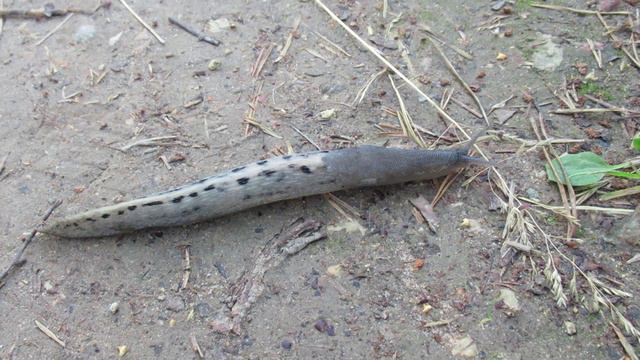 Здоровенный пятнистый слизень. Не знал, что в Ленобласти такое водится смотреть онлайн