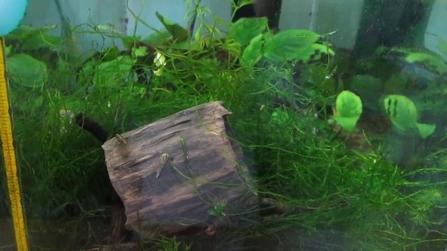 Манагуанская цихлазома откусила хвост сому клариусу! смотреть онлайн