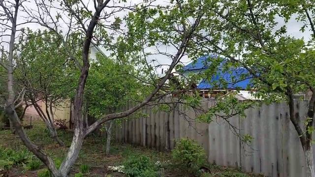 Сад не цвёл.Розы просыпаются смотреть онлайн