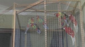 Активность попугаев РОЗЕЛЛ кричат бесятся