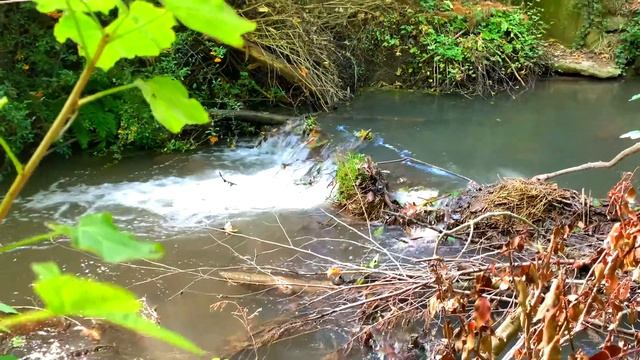 Шум воды лесного ручья слушать смотреть онлайн