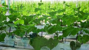 Огурцы зимой на гидропонике в теплице как бизнес идея