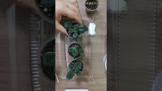 #пересадка# ФИАЛОК и АРХИДЕИ смотреть онлайн