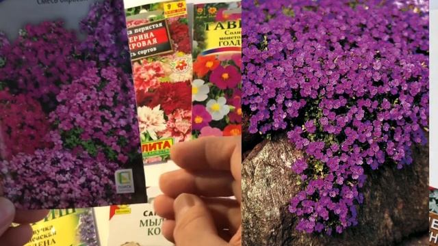 МНОГОЛЕТНИКИ ДЛЯ АЛЬПИЙСКОЙ ГОРКИ смотреть онлайн