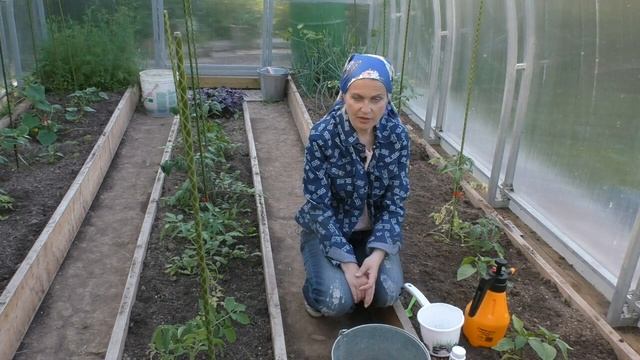 Как вылечить хлороз у растений смотреть онлайн