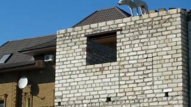 Собака верхолаз из Херсона. Район Военка. Высоко забралась. Прикол смотреть онлайн
