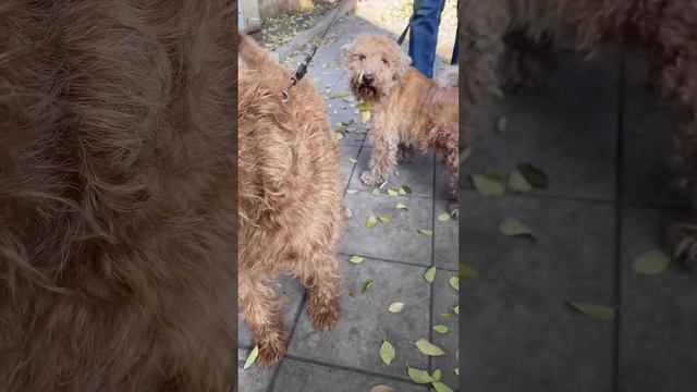 Dogs Irish Terrier смотреть онлайн