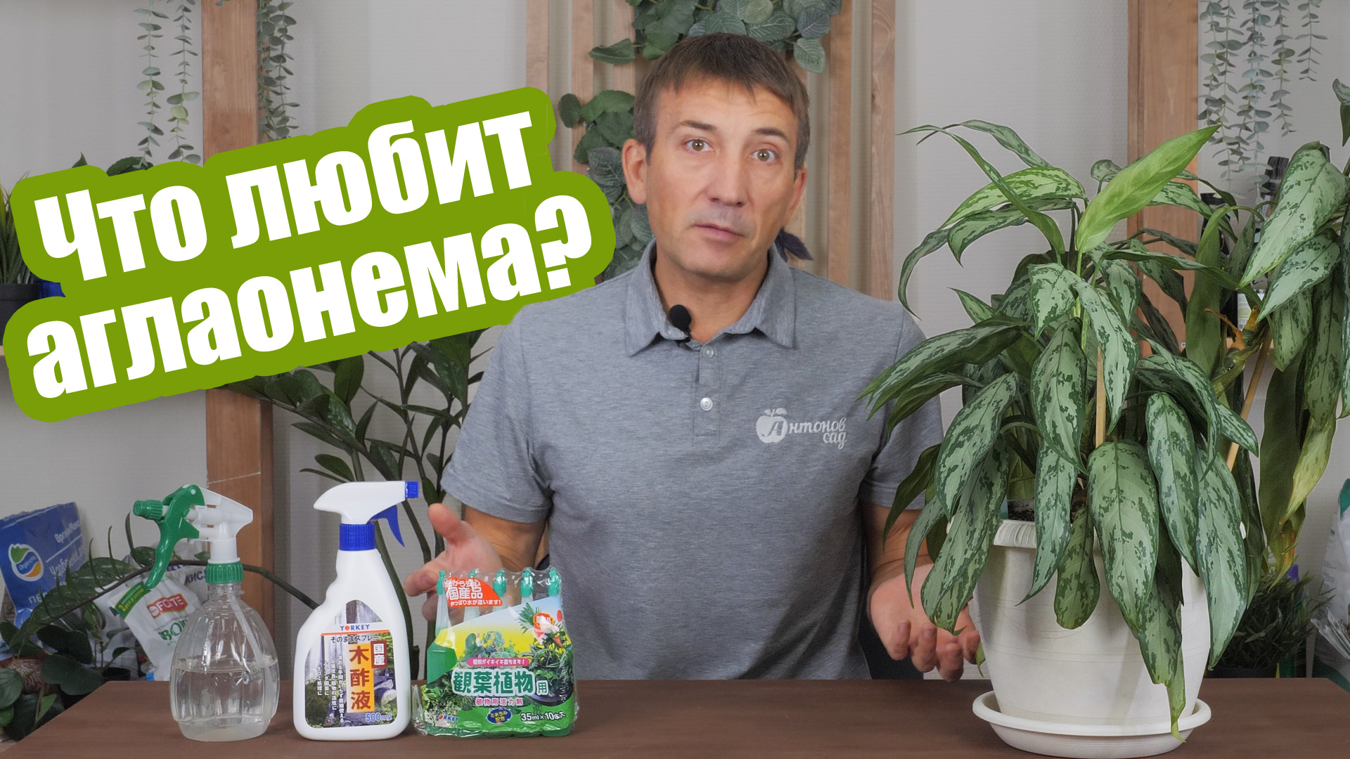 Аглаонема: 4 простых правила ухода в домашних условиях смотреть онлайн