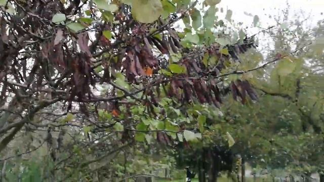 Багрянник смотреть онлайн