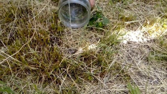 Ловим паука Тарантула, как в детстве Обучаем молодежь смотреть онлайн