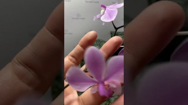 Орхідея фаленопсис Phal. Schilleriana TKB та Phal. Schilleriana х sib порівняння сортiв смотреть онлайн