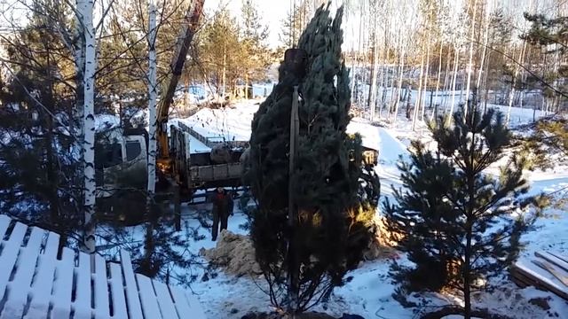посадка деревьев смотреть онлайн
