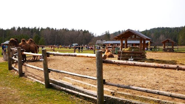 Прогулка в Парке Верблюдов с папой. Victoria Fun Show смотреть онлайн