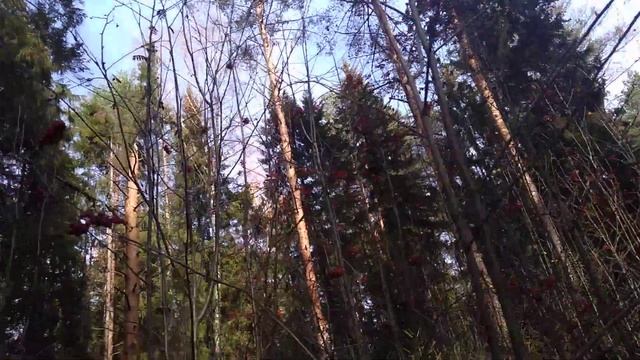 Рябина в лесу месяц октябрь смотреть онлайн