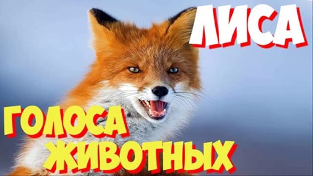 Голоса птиц и звуки животных. Звуки природы слушать онлайн ЛИСА смотреть онлайн